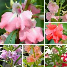 Image result for Impatiens balsamina