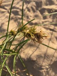Attēlu rezultāti vaicājumam “Carex arenaria”