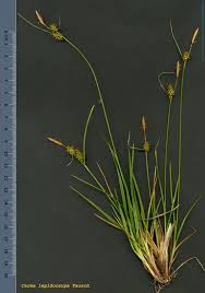 Attēlu rezultāti vaicājumam “Carex lepidocarpa”