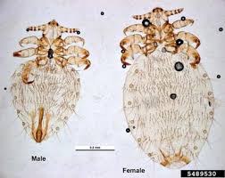 Attēlu rezultāti vaicājumam “Licea pygmaea sessile”