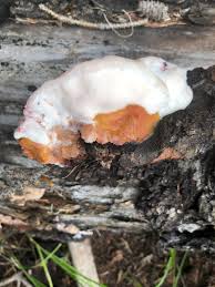 Attēlu rezultāti vaicājumam “Leptoporus mollis”