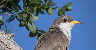 Image result for Coccyzus americanus