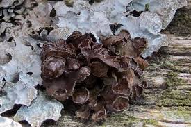 Attēlu rezultāti vaicājumam “Cetraria sepincola”