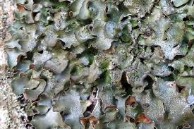 Attēlu rezultāti vaicājumam “Pleurosticta acetabulum”