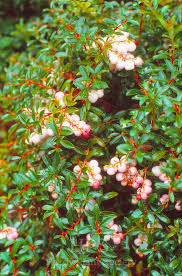 Attēlu rezultāti vaicājumam “Gaultheria cuneata”