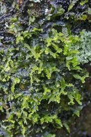 Attēlu rezultāti vaicājumam “Metzgeria violacea”