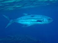 Image result for Lichia amia