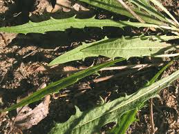 Attēlu rezultāti vaicājumam “Leontodon autumnalis  leaf”