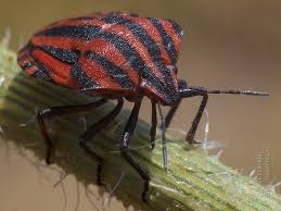 Attēlu rezultāti vaicājumam “Graphosoma lineatum imago”