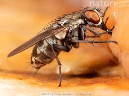 Attēlu rezultāti vaicājumam “Muscidae”