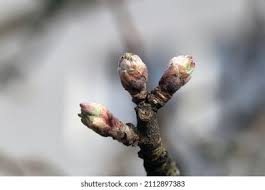 Attēlu rezultāti vaicājumam “Sorbus aucuparia bud”