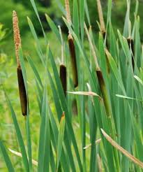 Attēlu rezultāti vaicājumam “Typha latifolia leaf”