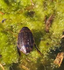 Attēlu rezultāti vaicājumam “Acilius sulcatus male”