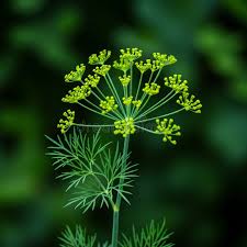 Attēlu rezultāti vaicājumam “Anethum graveolens leaf”