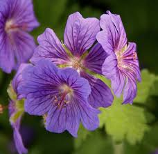Image result for Geranium `Purple Haze`