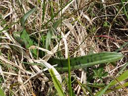 Attēlu rezultāti vaicājumam “Dactylorhiza cruenta leaf”