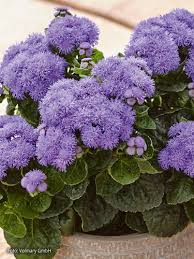 Image result for Leberbalsam