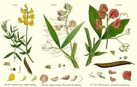 Attēlu rezultāti vaicājumam “Lathyrus pratensis fruit”