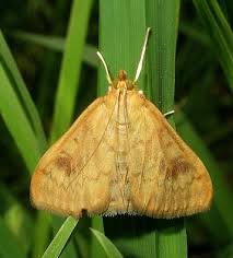 Attēlu rezultāti vaicājumam “Ostrinia nubilalis”