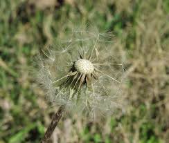 Attēlu rezultāti vaicājumam “Taraxacum officinale aggr. fruit”