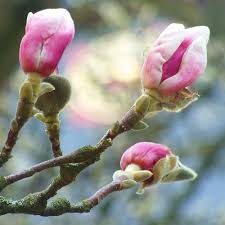 Attēlu rezultāti vaicājumam “Silene viscaria bud”