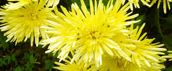 Image result for Chrysanthemum sebatense