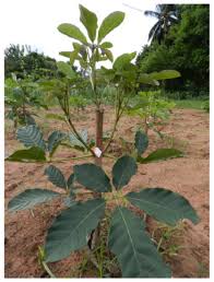 Attēlu rezultāti vaicājumam “Salix x doniana”