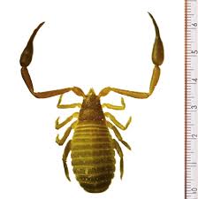 Attēlu rezultāti vaicājumam “Chelifer cancroides”