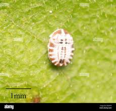 Attēlu rezultāti vaicājumam “Aleurochiton aceris”