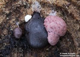 Attēlu rezultāti vaicājumam “Amaurochaete atra”