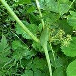 Attēlu rezultāti vaicājumam “Laserpitium latifolium bud”