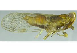 Attēlu rezultāti vaicājumam “Cixiidae”