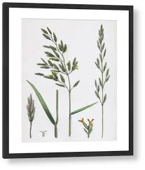 Attēlu rezultāti vaicājumam “Festuca pratensis”