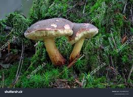 Attēlu rezultāti vaicājumam “Xerocomus pruinatus”