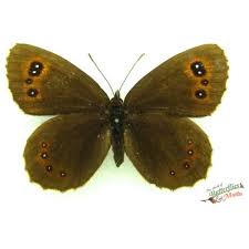 Attēlu rezultāti vaicājumam “Erebia aethiops”