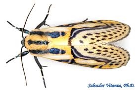 Attēlu rezultāti vaicājumam “Nolidae”