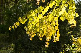 Attēlu rezultāti vaicājumam “Cercidiphyllum japonicum flower”