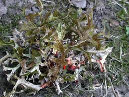 Attēlu rezultāti vaicājumam “Cetraria islandica”