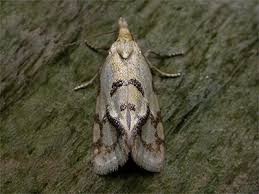 Attēlu rezultāti vaicājumam “Agapeta hamana”