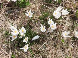 Attēlu rezultāti vaicājumam “Crocus vernus subsp. vernus flower”