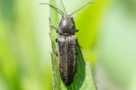 Attēlu rezultāti vaicājumam “Cidnopus aeruginosus”