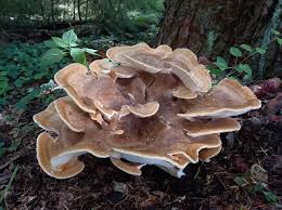 Attēlu rezultāti vaicājumam “Bondarzewia mesenterica”