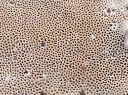 Attēlu rezultāti vaicājumam “Elmerina caryae”