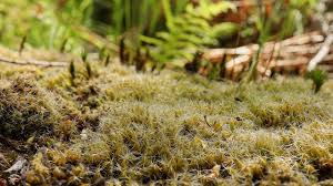 Attēlu rezultāti vaicājumam “Sphagnum wulfianum”