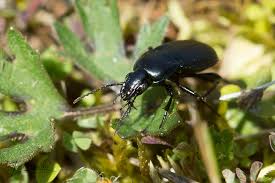 Attēlu rezultāti vaicājumam “Poecilus lepidus”