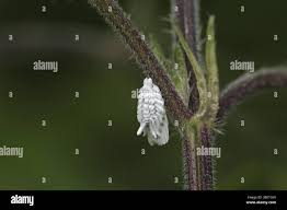 Attēlu rezultāti vaicājumam “Orthezia urticae”