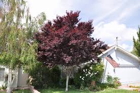 Attēlu rezultāti vaicājumam “Prunus cerasifera”