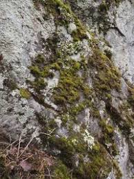 Attēlu rezultāti vaicājumam “Cetrelia olivetorum”