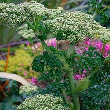 Attēlu rezultāti vaicājumam “Angelica palustris flower”