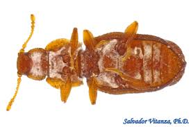 Attēlu rezultāti vaicājumam “Latridiidae”